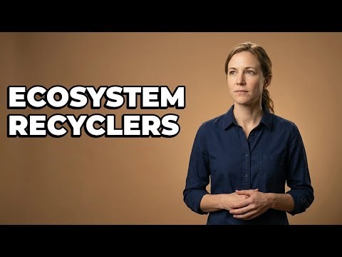 What Do Decomposers Do In An Ecosystem?