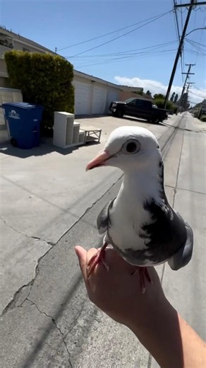 Step by step: How to ACTUALLY train a pigeon #birds #pigeon