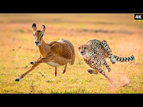 Wildlife of the Savannah | Nature Documentary in 4K