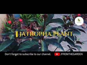 Jatropha Plant Pruning Update with Results | Grow and Care Jatropha Plant | From The Garden