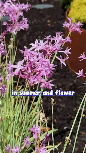 🌿 Discover the Magic of Society Garlic: The Ultimate Easy-Care Border Plant! 🌿