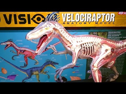 Building: 4D Vision VELOCIRAPTOR Anatomy Model Kit by 4D Master