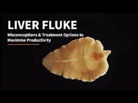 Fluke Facts: Debunking 10 Misconceptions About Liver Fluke Treatment