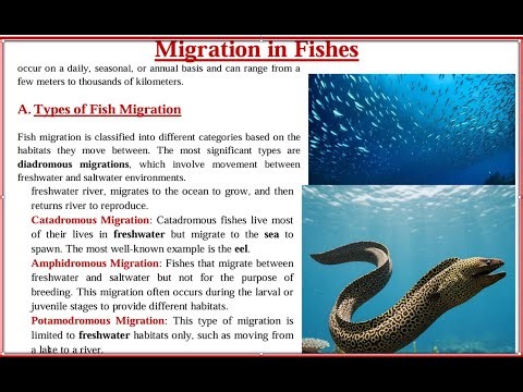 # fish migration #migration in fishes