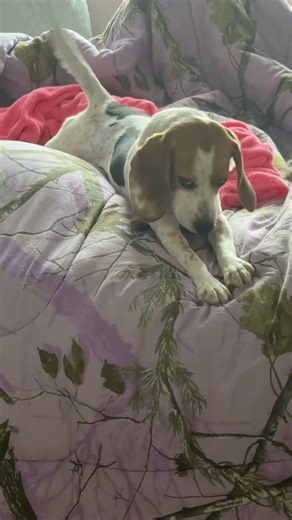 No cheating! This song and the last video in your camera roll :) our pyper girl xoxo🐶