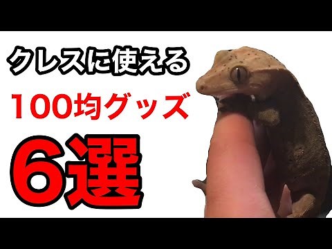 【爬虫類】クレステッドゲッコー飼育に使える！100均商品6選【ダイソー・セリア】