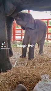 4.1K views · 348 reactions | Little girl twin is getting stronger and bigger everyday. Please like and share the love. #AsianElephantAwarenessMonth #twins #conservation #Ayutthaya #cute #babyelephant #elephant #knowledge #expertise | Elephantstay | Facebook