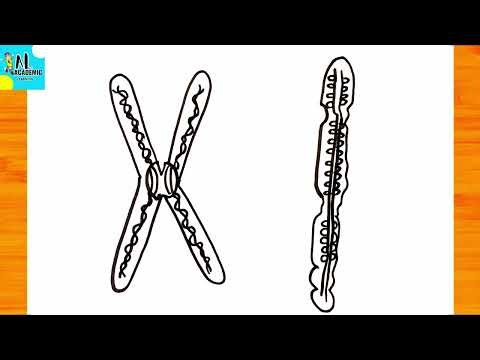 How to draw Structure of Chromosomes