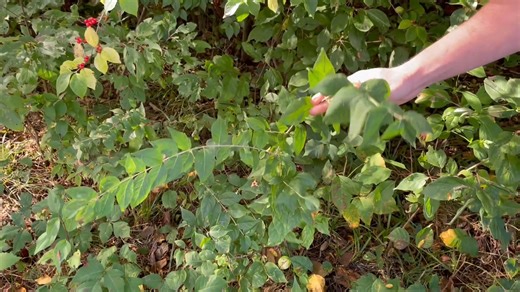 Habitat Hints: MDC's Andy Carmack talks about all things bush honeyuckle. He addres why it's bad, how it spreads, how to get ride of it, and much more. Watch the video below to learn more. | Missouri Dept. of Conservation