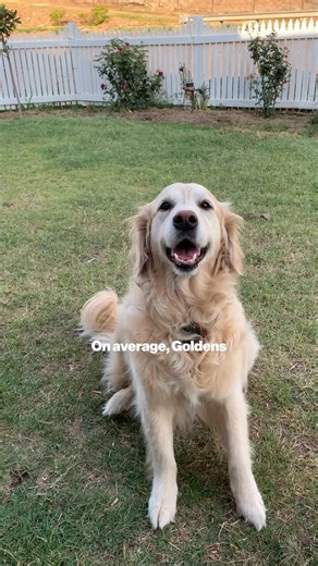 Golden Retriever? No problem. Fresh food from The Farmer’s Dog helps all dogs achieve a healthy weight, which can help minimize the risk of joint issues. Get 50% off your first box when you sign up today! | The Farmer's Dog