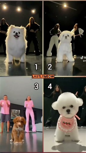 single ladies dance by dogs and human😍 #cadelandmia # #viral #tiktok #funny #cute #aivideo #amazing