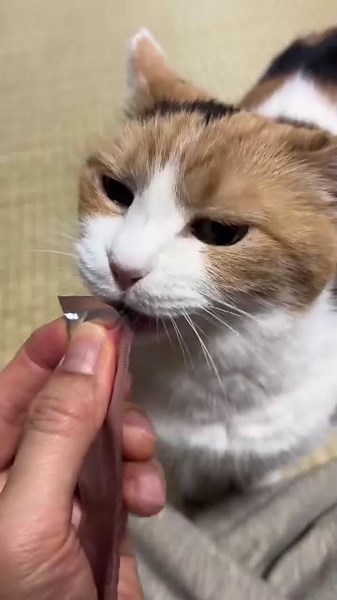 A Cute Cat Happily Eating Chocolate.” 🐾🍫😺