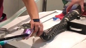 澳大利亚网友养的地毯蟒JungleCarpetPython吞下整条沙滩巾，及时带到了兽医诊所并成功拉出