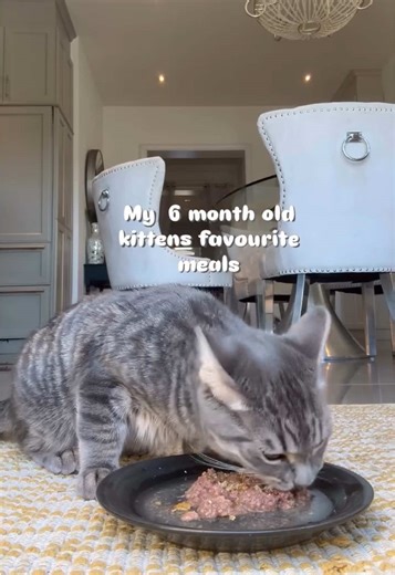 Billy’s favourite meals 🐱🐟🥰 Meal 1 • Purebites freeze-dried duck liver (sprinkled) • PureBites minnow • ½ can @weruva Chicken & Tuna pâté • 1 pump Vital Pet Life salmon oil • Added water for hydration Meal 2 • Weruva Kitten Tuna & Salmon pâté • 1 raw quail egg   a tiny bit of shell • Chicken heart pellet (crushed) • Added water for hydration Meal 3 • Carna4 nuggets • Pixie’s raw goat meat • Weruva pumpkin purée • Raw Support (skin   coat) • ½ PureBites minnow • 1 raw quail egg • 1 pump Vital 