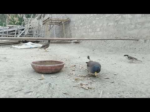 Episode 12 || Sparrows & Myna Birds Evening Feeding Routine || Happy Bird Sounds in Nature