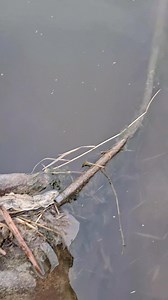 Bottom edge in culvert flange using a SpringLeaf Stabilizer | SpringLeaf Trap Stabilizer