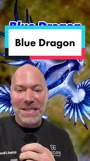 @julianobayd The blue dragon stings again. … Also known as the blue sea slug or Glaucus Atlanticus. … It causes severe pain, nausea, and vomiting. You really should not handle them. … #bluedragon #blueseaslug #glaucusatlanticus #brownsanatomy #ocean
