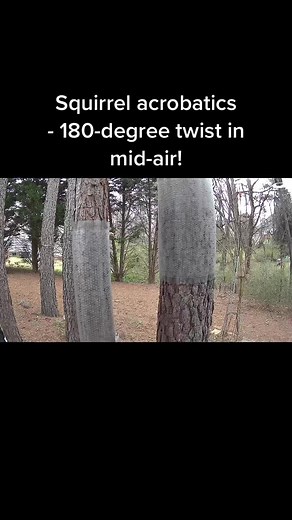 To jump from one tree trunk to another, a squirrel does a 180-degree twist. Slow motion video. #squirrel #acrobatics #acrobat #twist #backyardphotos