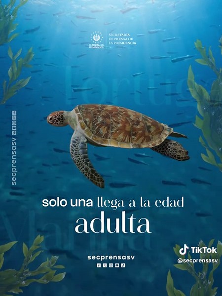 #TortugaMarina | Las tortugas marinas protagonizan una de las travesías más impresionantes de la naturaleza; pueden tardar hasta 30 años en convertirse en madres y recorrer miles de kilómetros antes de volver a la playa que las vio nacer. El Programa Nacional de Conservación de Tortugas Marinas refuerza las acciones para proteger sus nidos, hábitats y procesos reproductivos. #SecretaríaDePrensa