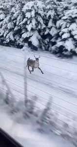1.4K views · 32 reactions | This Caribou is showing the train how Santa can travel across the world in one night! We say that because Caribou is the other name for Santa's engine- reindeer! #didyouknow that reindeer is another name for the animal featured on the quarter?! | Heroes 4 Wildlife | Facebook