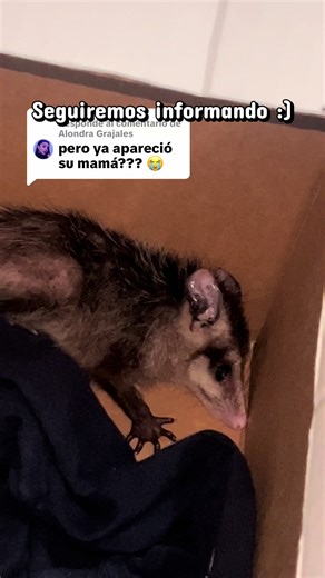 Respuesta a @Alondra Grajales no apareció anoche 🥺 le dejamos frutas y amanecieron tal cual, estamos un poco preocupados que cuando venga no lo quiera reconocer pero estamos seguros que esta noche regresa, ya lleva más de un año paseando por el patio así que en estos días estará por aquí 🤞🏼🤞🏼🤞🏼 #tlacuache #filemoneltlacuache #rescateanimal