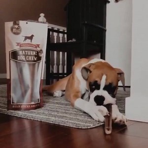 401 reactions · 27 shares | Tired of bully sticks that don't last?⠀ ⠀...