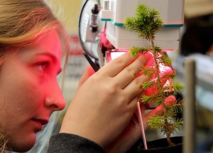 Can the red spruce thrive in Appalachia again?