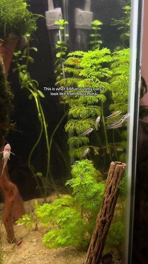 Pygmy Corydoras in a Freshwater Aquarium