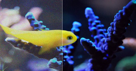 Neat Image v9 Pro - Flashback Japan Inc