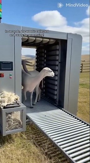 Revolutionary Sheep Shearing Machine: Fully Automated, Safe, and Stress-Free Wool Removal.