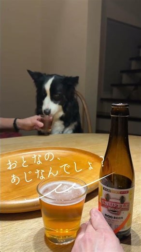 ホノ、初めての犬用ビール🍺まだ子どもだったみたいHono tried dog beer for the first time 🍺Maybe he’s still a puppy