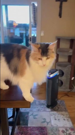 Talking Calico Maine Coon Cat