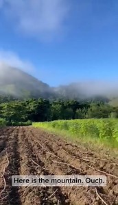 🌴 What’s on the menu in Fiji? If you guessed cassava, you’re spot on. Easy to grow, full of energy, and a community favorite, this humble root is a staple in Fijian diets. Six months from now, these rows of cassava will become meals shared by Peace Corps Volunteer JP and neighbors. The view may be stunning, but it’s the shared effort and sustainable farming practices that make a lasting impression. ▶️ | Peace Corps