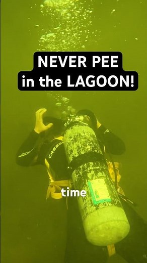 Peeing at depth is a natural phenomenon with divers, as is lying 🤣🤿💦 #scubadiving #gross