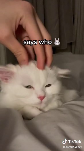 She’s a pure bunny 🐰 #éstelle #bunny | cats