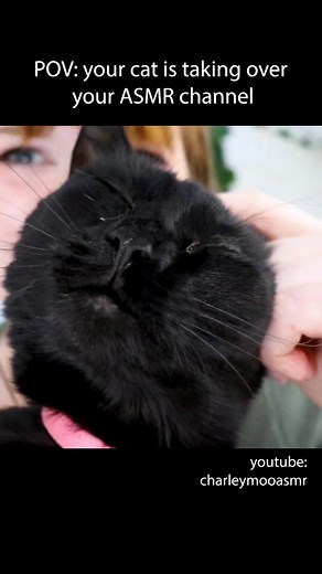 Charley Moo but ASMR on TikTok