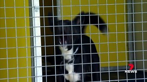 It's not just people falling victim to the ongoing housing crisis their pets are winding up without homes too. The RSPCA Wellcamp shelter is at capacity with a waitlist of people wanting to surrender their animals blowing out until June. 7NEWS at 6pm. More local news: 7news.com.au/news/toowoomba #7NEWS | 7NEWS Toowoomba