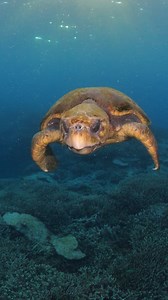 It’s World Sea Turtle Day! 🐢 Six of the world’s seven species of marine turtle live in the waters around Australia, and all occur within the Great Barrier Reef World Heritage Area. Some species such as the loggerhead and green turtle are seen frequently, while others such as the olive ridley and leatherback are known to occur in the Great Barrier Reef but are seldom seen. The Reef region has globally significant nesting and foraging areas for green, loggerhead, hawksbill and flatback turtles. M