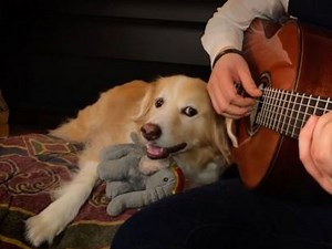 "Me duele el corazón", la despedida de un músico a su perrita muerta