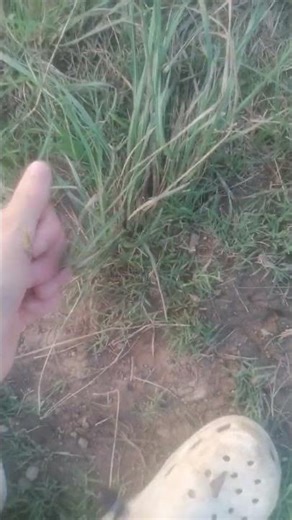 I TOUCHED GRASS😱 😭 USE THIS SOUND AND TOUCH GRASS #reallife #viral #shorts