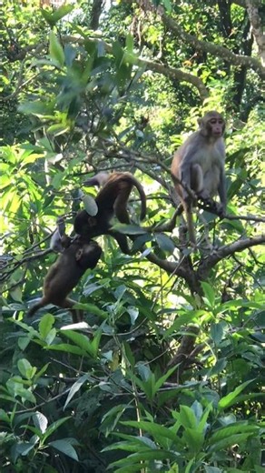 Playful Rhesus Macaques climb, swing, and entertain in the lush green jungle. #TheDoseOfMonkey
