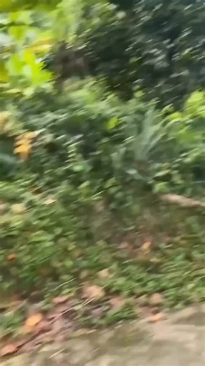 SRJC ISP on Instagram: "Three events, one amazing Wednesday! 🎓🎉📺 Join us on Nov 19 for: • Niigata Student Presentation (12–1 PM, Zoom) • SRJC Club Day (12:30–3 PM, Bertolini Quad) • Japanese Television Clips (5–5:50 PM, Zoom) Full details and zoom links on international.santarosa.edu/iew #IEW2025 #SRJCInternational #SRJCClubDay #GlobalConnections #CulturalExchange #InternationalEducationWeek #GlobalLearning #SRJCEvents #SRJCCommunity #studyabroadlife"