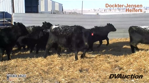 The Dockter-Jensen Ranch is providing a great set of commercial open Angus replacement heifers again this year. There will be 37 heifers in this group that are end of March and April born calves. They have gone the extra mile this year to prove the genetic merit of their offering by doing the 17 trait DNA evaluation of Igenity Beef from Neogen. As a group, these heifers rank in the top 35% for the Maternal index, top 15% for the Production index, top 4% for weaning weight, and top 3% for yearlin