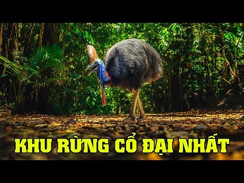 🌏Thiên Nhiên Hoang Dã Vùng Daintree - Khám Phá Thế Giới Động Vật |👉‪@nhatkyhoangda‬