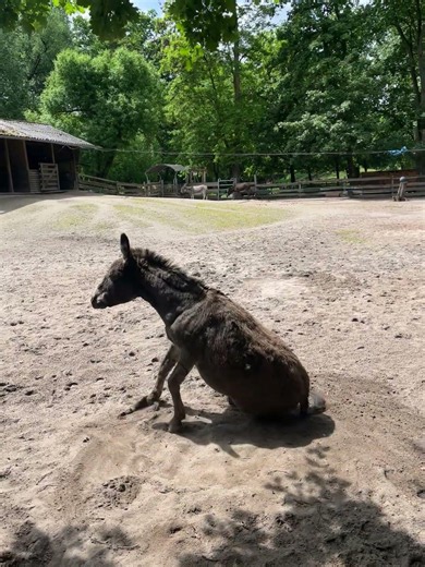 #2026 #germany #ludwigshafen #tiere #wildpark #sommer