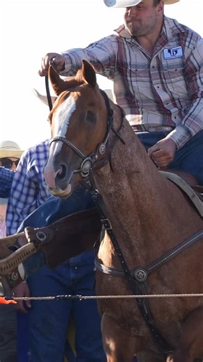 HANGING HORSES | Half the sight, double the try - when you only need one eye to see the job through. 📍 @strathmorestampede slack —- . . .... | Instagram