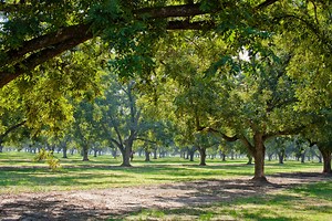 Where to Find Georgia Pecan Farms