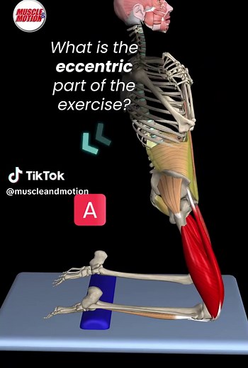 Understanding the Eccentric Part of the Reverse Nordic Curl