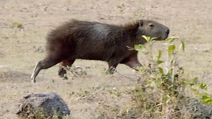 帕诺斯大草原的干季严酷可怕，呆萌水豚群长途跋涉寻找水塘！
