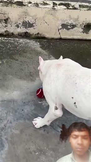 The three most powerful and dangerous dogs in the world. If you ever see them, never enter their